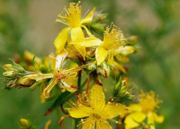 L’erba di San Giovanni. Foto caricata da Fir0002 su wiki
