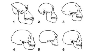 Skulls of 1. Gorilla 2. Australopithecus 3. Homo erectus 4. Neanderthal (La Chapelle aux Saints) 5. Steinheim Skull 6. Homo sapiens. Author Волков В.П. wiki