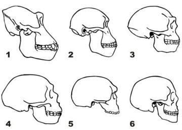 Skulls of 1. Gorilla 2. Australopithecus 3. Homo erectus 4. Neanderthal (La Chapelle aux Saints) 5. Steinheim Skull 6. Homo sapiens. Author Волков В.П. wiki