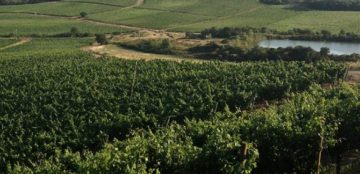 Vigne. Foto: Giuseppe Bellavia