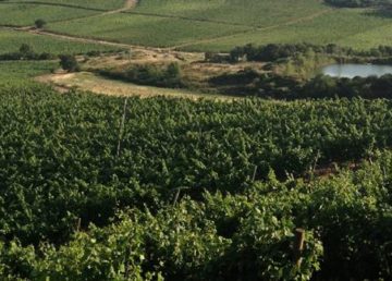 Vigne. Foto: Giuseppe Bellavia