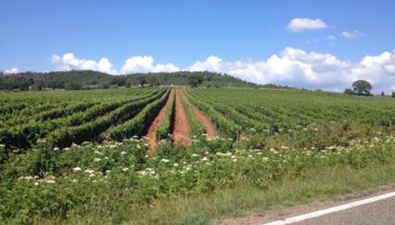 Filari. Foto: Clio Morichini