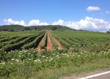 Filari. Foto: Clio Morichini