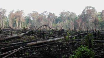Deforestazione. "Lacanja burn" di Jami Dwyer. Con licenza Pubblico dominio tramite Wikimedia