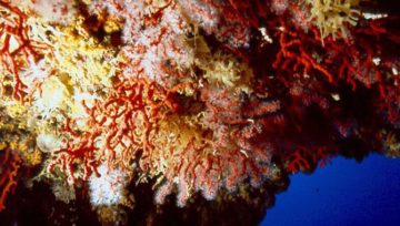 "Corallium Rubrum Grotta Nereo". Con licenza CC BY 2.5 tramite Wikimedia Commons - https://commons.wikimedia.org/wiki/File:Corallium_Rubrum_Grotta_Nereo.jpg#/media/File:Corallium_Rubrum_Grotta_Nereo.jpg