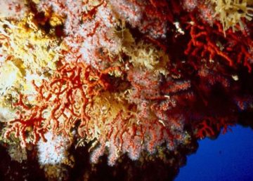 "Corallium Rubrum Grotta Nereo". Con licenza CC BY 2.5 tramite Wikimedia Commons - https://commons.wikimedia.org/wiki/File:Corallium_Rubrum_Grotta_Nereo.jpg#/media/File:Corallium_Rubrum_Grotta_Nereo.jpg