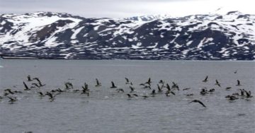 Oiseaux au large de l’île du Spitzberg (nord de la Norvège). http://www.diplomatie.gouv.fr/fr/photos-videos-publications-infographies/photos/climat/le-dereglement-climatique-au-groenland-et-au-spitzberg/le-spitzberg/
