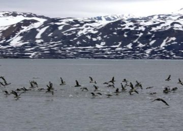 Oiseaux au large de l’île du Spitzberg (nord de la Norvège). http://www.diplomatie.gouv.fr/fr/photos-videos-publications-infographies/photos/climat/le-dereglement-climatique-au-groenland-et-au-spitzberg/le-spitzberg/