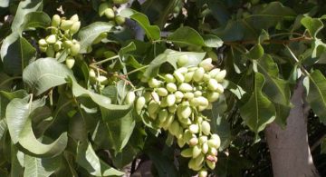 "Pistacia vera Kerman" di Stan Shebs. Con licenza CC BY-SA 3.0 tramite Wikimedia Commons - https://commons.wikimedia.org/wiki/File:Pistacia_vera_Kerman.jpg#/media/File:Pistacia_vera_Kerman.jpg