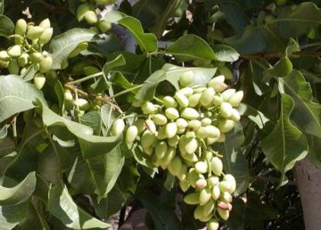 "Pistacia vera Kerman" di Stan Shebs. Con licenza CC BY-SA 3.0 tramite Wikimedia Commons - https://commons.wikimedia.org/wiki/File:Pistacia_vera_Kerman.jpg#/media/File:Pistacia_vera_Kerman.jpg
