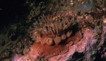L'anemone Epiactis prolifera "Broodinganemone 300". Con licenza Pubblico dominio tramite Wikimedia Commons - https://commons.wikimedia.org/wiki/File:Broodinganemone_300.jpg#/media/File:Broodinganemone_300.jpg