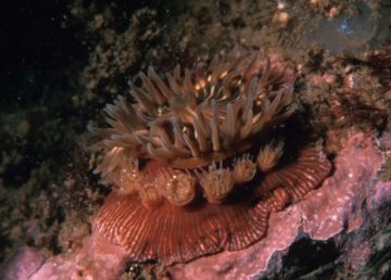 L'anemone Epiactis prolifera "Broodinganemone 300". Con licenza Pubblico dominio tramite Wikimedia Commons - https://commons.wikimedia.org/wiki/File:Broodinganemone_300.jpg#/media/File:Broodinganemone_300.jpg
