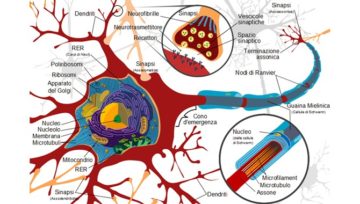 "Complete neuron cell diagram it" di Complete_neuron_cell_diagram_en.svg: LadyofHatsderivative work: Radio89