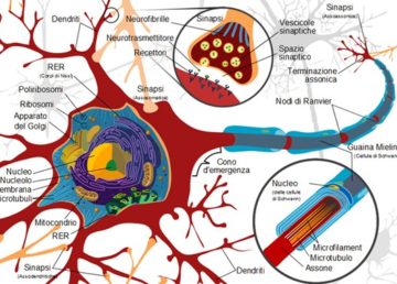 "Complete neuron cell diagram it" di Complete_neuron_cell_diagram_en.svg: LadyofHatsderivative work: Radio89