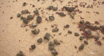 L'aridificazione precede sovente la desertificazione: "Lobos Island desertification" di Federico Del Bene (delbene)