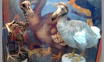 Dodo: Ricostruzione e scheletro dell'animale "Oxford Dodo display" di BazzaDaRambler - Oxford University Museum of Natural History ... dodo - dead apparently.Uploaded by FunkMonk