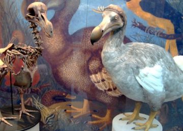 Dodo: Ricostruzione e scheletro dell'animale "Oxford Dodo display" di BazzaDaRambler - Oxford University Museum of Natural History ... dodo - dead apparently.Uploaded by FunkMonk
