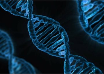 Immagine del DNA. Foto di Public Domain Pictures, (https://pixabay.com/it/dna-biologia-medicina-gene-163466/) attraverso Pixabay.com