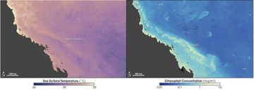 Sea temperature and bleaching of the Great Barrier ReefBy Norman Kuring and Robert Simmon, based on data provided by Scarla Weeks, University of Queensland - http://earthobservatory.nasa.gov/Newsroom/NewImages/images.php3?img_id=17237, Public Domain, https://commons.wikimedia.org/w/index.php?curid=736969
