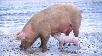 Scrofa con cucciolo. Foto di Scott Bauer, USDA - http://www.ars.usda.gov/is/graphics/photos/jun01/k9441-1.htm, Pubblico dominio, https://commons.wikimedia.org/w/index.php?curid=84375