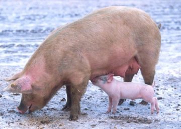 Scrofa con cucciolo. Foto di Scott Bauer, USDA - http://www.ars.usda.gov/is/graphics/photos/jun01/k9441-1.htm, Pubblico dominio, https://commons.wikimedia.org/w/index.php?curid=84375