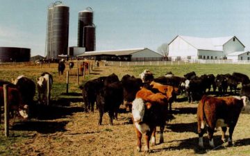 Allevamento di manzi. Secondo la FAO il settore dell'allevamento è uno dei principali fattori di impatto ambientale globale. Foto di CATTLE.jpg: Pubblico dominio, https://commons.wikimedia.org/w/index.php?curid=21602237