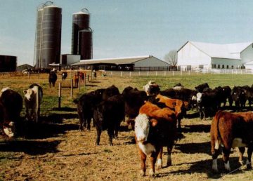 Allevamento di manzi. Secondo la FAO il settore dell'allevamento è uno dei principali fattori di impatto ambientale globale. Foto di CATTLE.jpg: Pubblico dominio, https://commons.wikimedia.org/w/index.php?curid=21602237
