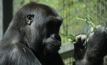 Western lowland gorilla (female) By DrexRockman - Own work, CC BY 3.0, https://commons.wikimedia.org/w/index.php?curid=11056234