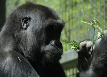 Western lowland gorilla (female) By DrexRockman - Own work, CC BY 3.0, https://commons.wikimedia.org/w/index.php?curid=11056234