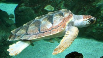 Tartaruga marina comune Caretta caretta at Océanopolis, Brest, France. Foto di Strobilomyces - Opera propria, CC BY-SA 3.0, https://commons.wikimedia.org/w/index.php?curid=719666