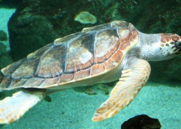 Tartaruga marina comune Caretta caretta at Océanopolis, Brest, France. Foto di Strobilomyces - Opera propria, CC BY-SA 3.0, https://commons.wikimedia.org/w/index.php?curid=719666