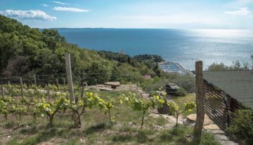 Grignano sotto Contovello - vicino Prosecco -prime coltivazioni del vitigno GLERA Di Asterix040 - Opera propria, CC BY-SA 4.0, https://commons.wikimedia.org/w/index.php?curid=48420956