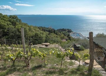 Grignano sotto Contovello - vicino Prosecco -prime coltivazioni del vitigno GLERA Di Asterix040 - Opera propria, CC BY-SA 4.0, https://commons.wikimedia.org/w/index.php?curid=48420956