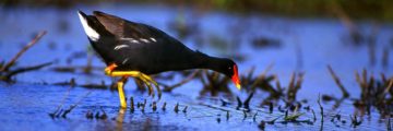 Papahanaumokuakea marine National Monument, Gallinule, Hawaii By UNESCO - This file has been provided by UNESCO (unesco.org) as part of a GLAM-Wiki partnership.This tag does not indicate the copyright status of the attached work. A normal copyright tag is still required. See Commons:Licensing for more information. https://commons.wikimedia.org/w/index.php?curid=37387609