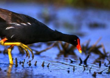 Papahanaumokuakea marine National Monument, Gallinule, Hawaii By UNESCO - This file has been provided by UNESCO (unesco.org) as part of a GLAM-Wiki partnership.This tag does not indicate the copyright status of the attached work. A normal copyright tag is still required. See Commons:Licensing for more information. https://commons.wikimedia.org/w/index.php?curid=37387609