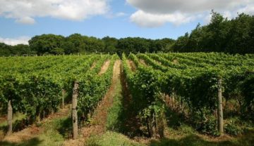 Vigna naturale - Vineyard_at_Wyken_Hall - Courtesy of: geograph.org.uk