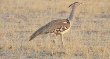 Kori Bustard (Ardeotis kori) di Lip Kee