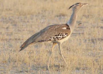 Kori Bustard (Ardeotis kori) di Lip Kee