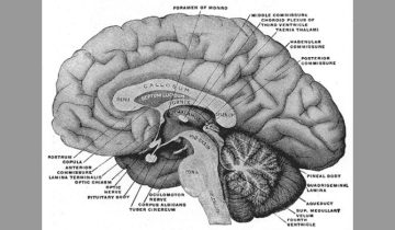 Schema della sezione verticale di un cervello umano: visibile la parte superiore o telencefalo, che include la corteccia cerebrale, e la parte sottostante detta diencefalo. Di Henry Vandyke Carter - Henry Gray (1918) Anatomy of the Human Body (See "Libro" section below)Bartleby.com: Gray's Anatomy, Plate 715, Pubblico dominio, https://commons.wikimedia.org/w/index.php?curid=526720