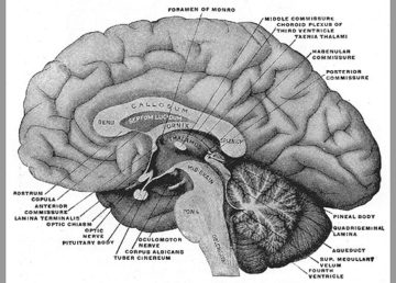 Schema della sezione verticale di un cervello umano: visibile la parte superiore o telencefalo, che include la corteccia cerebrale, e la parte sottostante detta diencefalo. Di Henry Vandyke Carter - Henry Gray (1918) Anatomy of the Human Body (See "Libro" section below)Bartleby.com: Gray's Anatomy, Plate 715, Pubblico dominio, https://commons.wikimedia.org/w/index.php?curid=526720