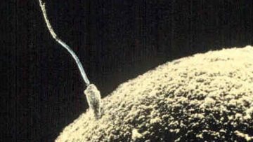 Fecondazione al microscopio elettronico a scansione Di sconosciuto - http://www.pdimages.com/web9.htm, Pubblico dominio, https://commons.wikimedia.org/w/index.php?curid=392819