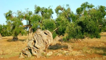 Foto di vetereantonio tratta da pixabay, public domain