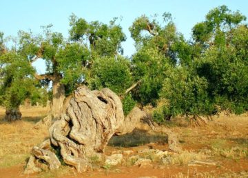 Foto di vetereantonio tratta da pixabay, public domain