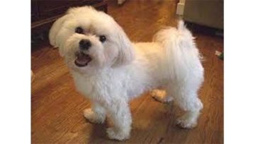 https://www.google.it/search?q=dog+malteser&sa=X&nfpr=1&biw=1366&bih=613&tbm=isch&source=iu&pf=m&ictx=1&fir=BndQfgp3Ts8TsM%253A%252CjxqdSsZXR7WSsM%252C_&usg=__Ys6a4weQdZk2K3fIDT8sbO9hPus%3D&ved=0ahUKEwjp4_zPsK3XAhUHVRQKHUL3B-kQ_h0IggEwEg#imgrc=BndQfgp3Ts8TsM: